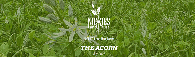 The Acorn E-news: May 2025