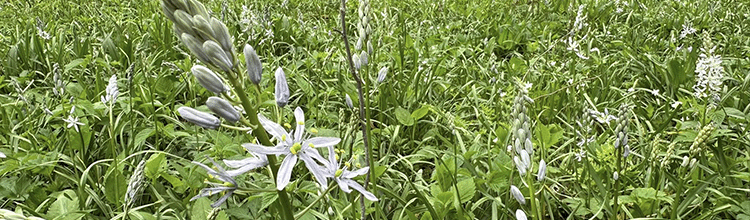 Checking Up on Gladys and Al Wright Rock Creek Nature Preserve