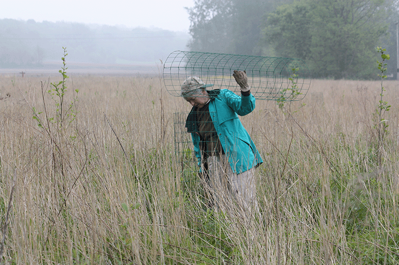 Stewardship worker carrying wire casing to protect young growth.