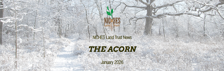 The Acorn E-news: January 2026