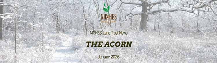 The Acorn E-news: January 2026