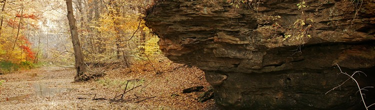 Supporting Today and Forever: NICHES Stewardship Endowment