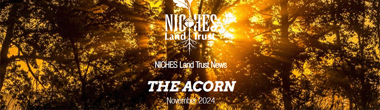 The Acorn E-news: November 2024