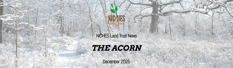 The Acorn E-news: December 2025
