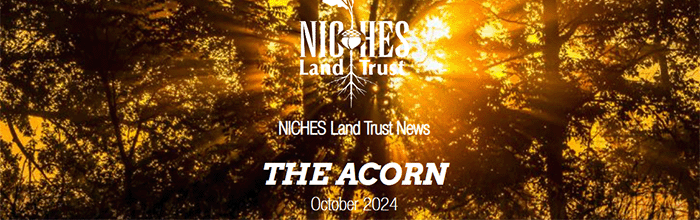 The Acorn E-news: October 2024