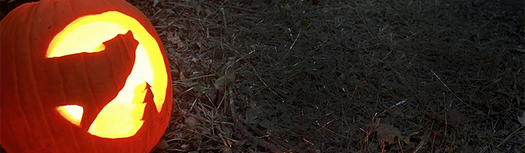 Announcing the 2025 Jack-O'-Lantern Contest Winners