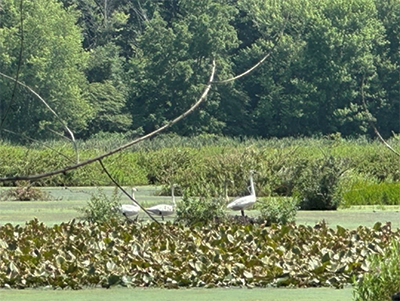 Trumpeter swans at Cranberry Marsh