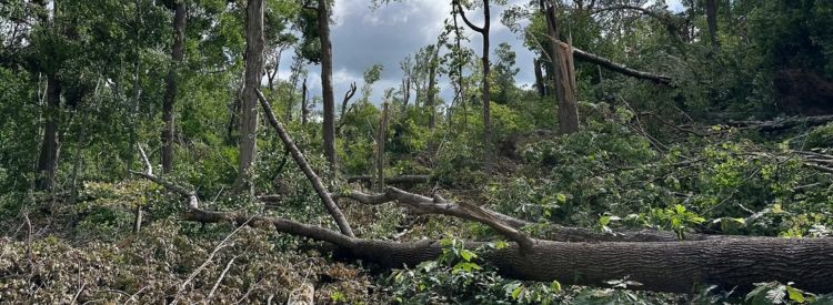 Winds of Change: Looking to the Future of Moyer-Gould Woods