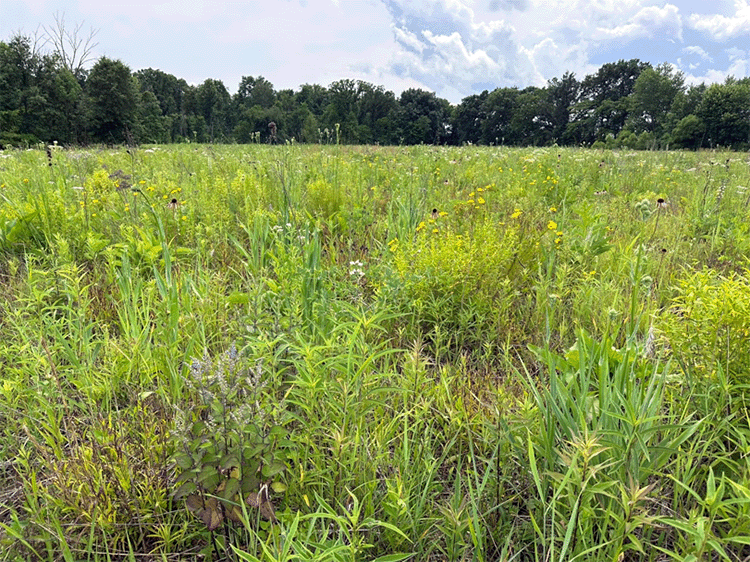 Williams Woods Restoration Reaches Major Milestone with Large-Scale Prairie Project