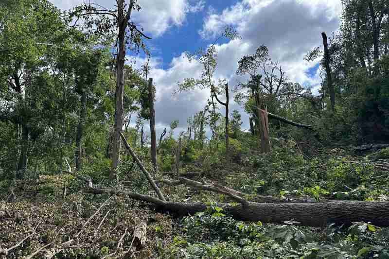 Winds of Change: Looking to the Future of Moyer-Gould Woods