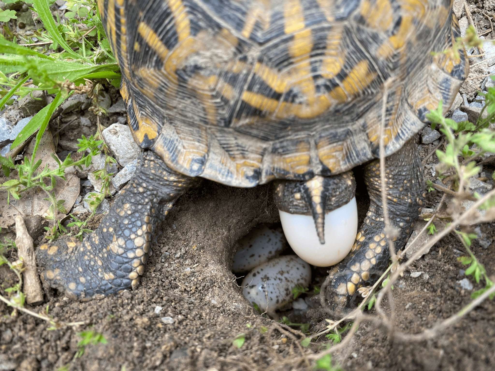 Turtle Egg 400kb