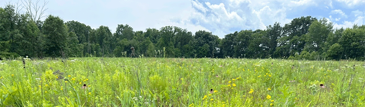 Williams Woods Restoration Reaches Major Milestone with Large-Scale Prairie Project