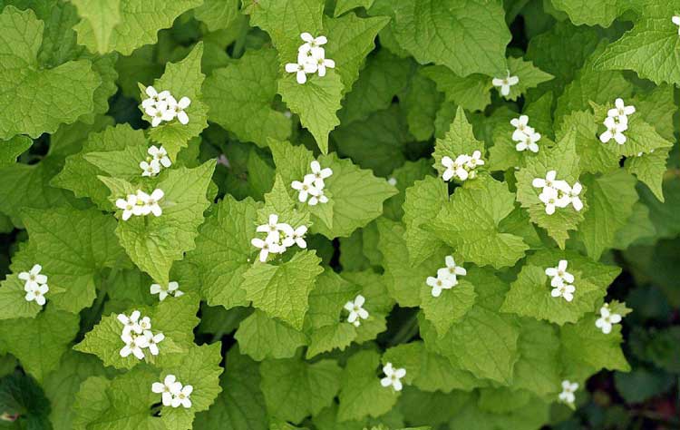 Step into nature while pulling garlic mustard