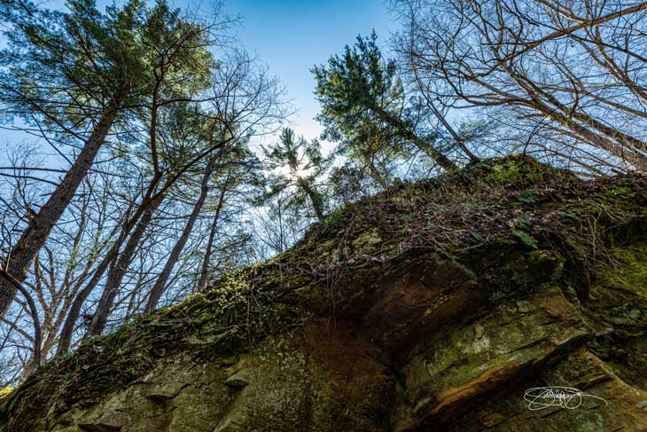 white pine at big pine creek