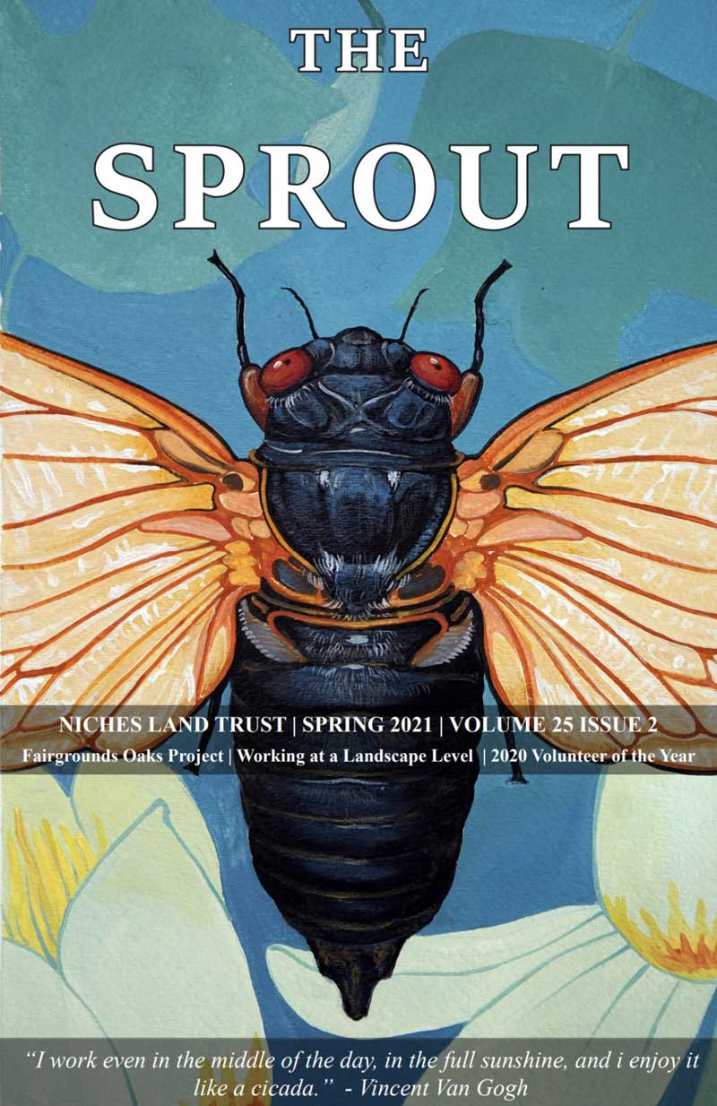 Color illustration of a cicada on the cover of The Sprout