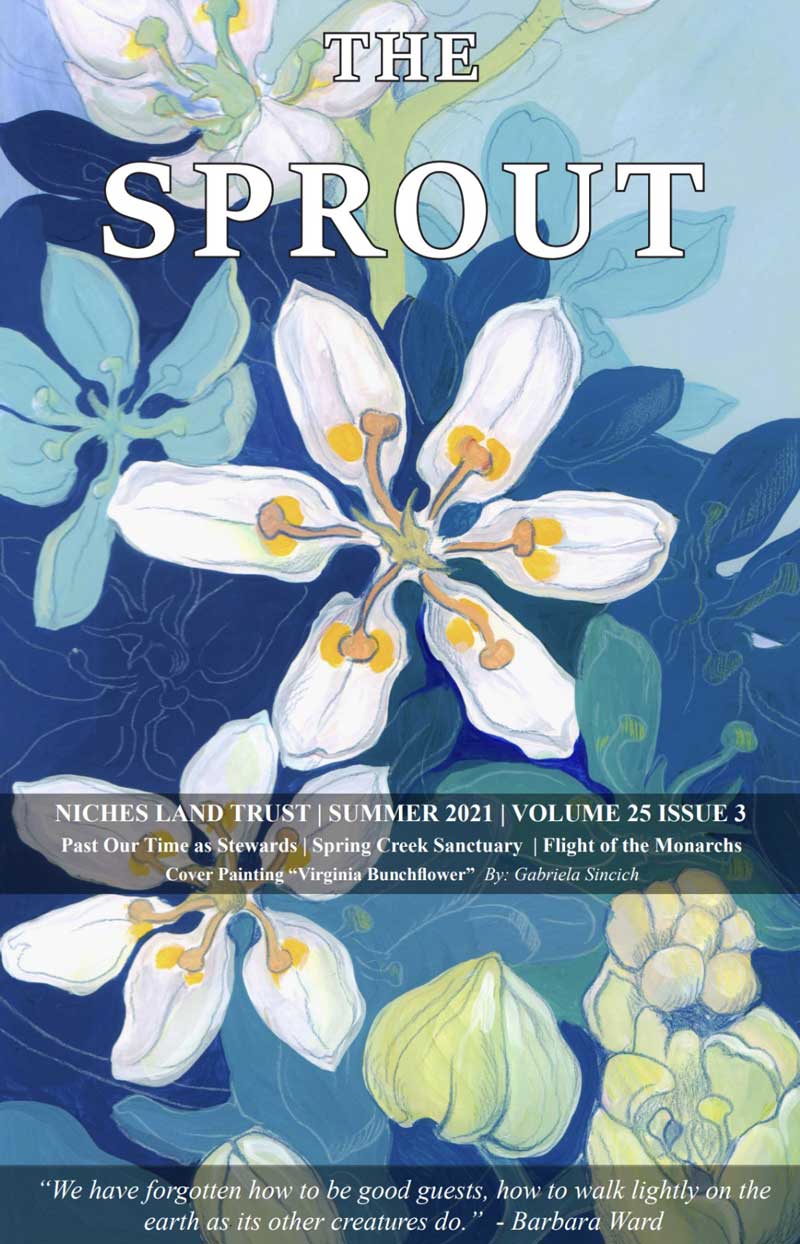 White and blue cornflower illustration on the cover of The Sprout