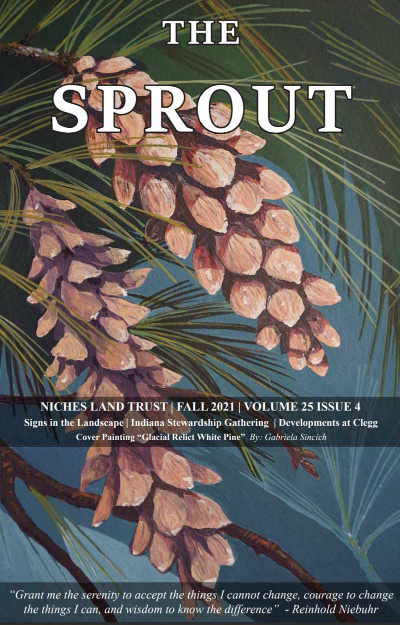 Pinecone illustration on The Sprout edition cover