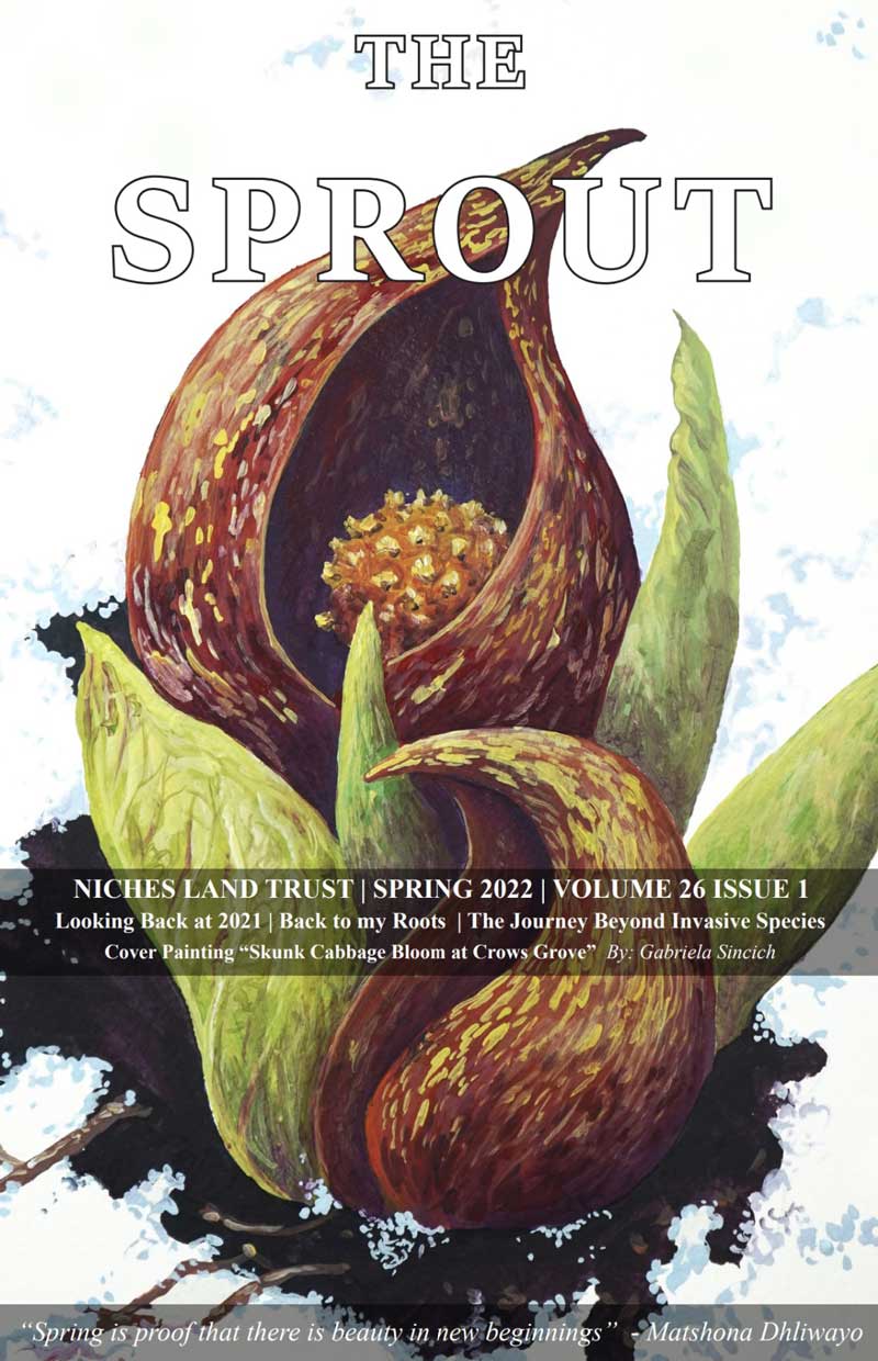 Color illustration of a skunk cabbage on the cover of The Sprout