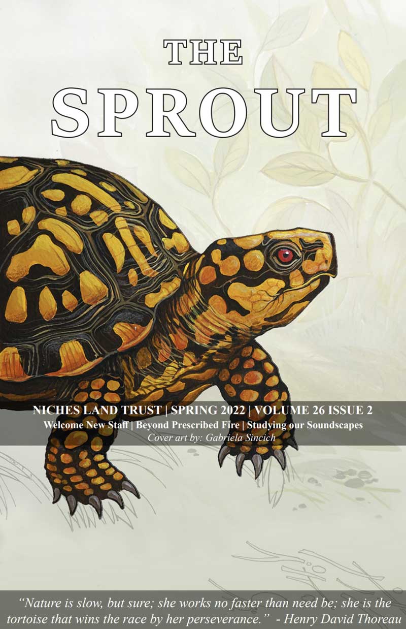 Color illustration of a turtle on the cover of The Sprout 