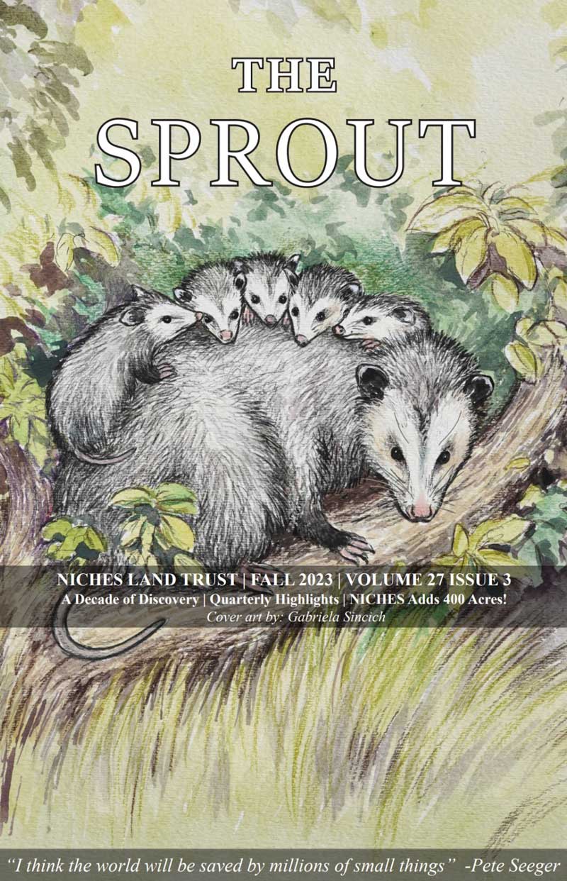 Color illustration of a oppssum and her babies on the cover of The Sprout quarterly newsletter