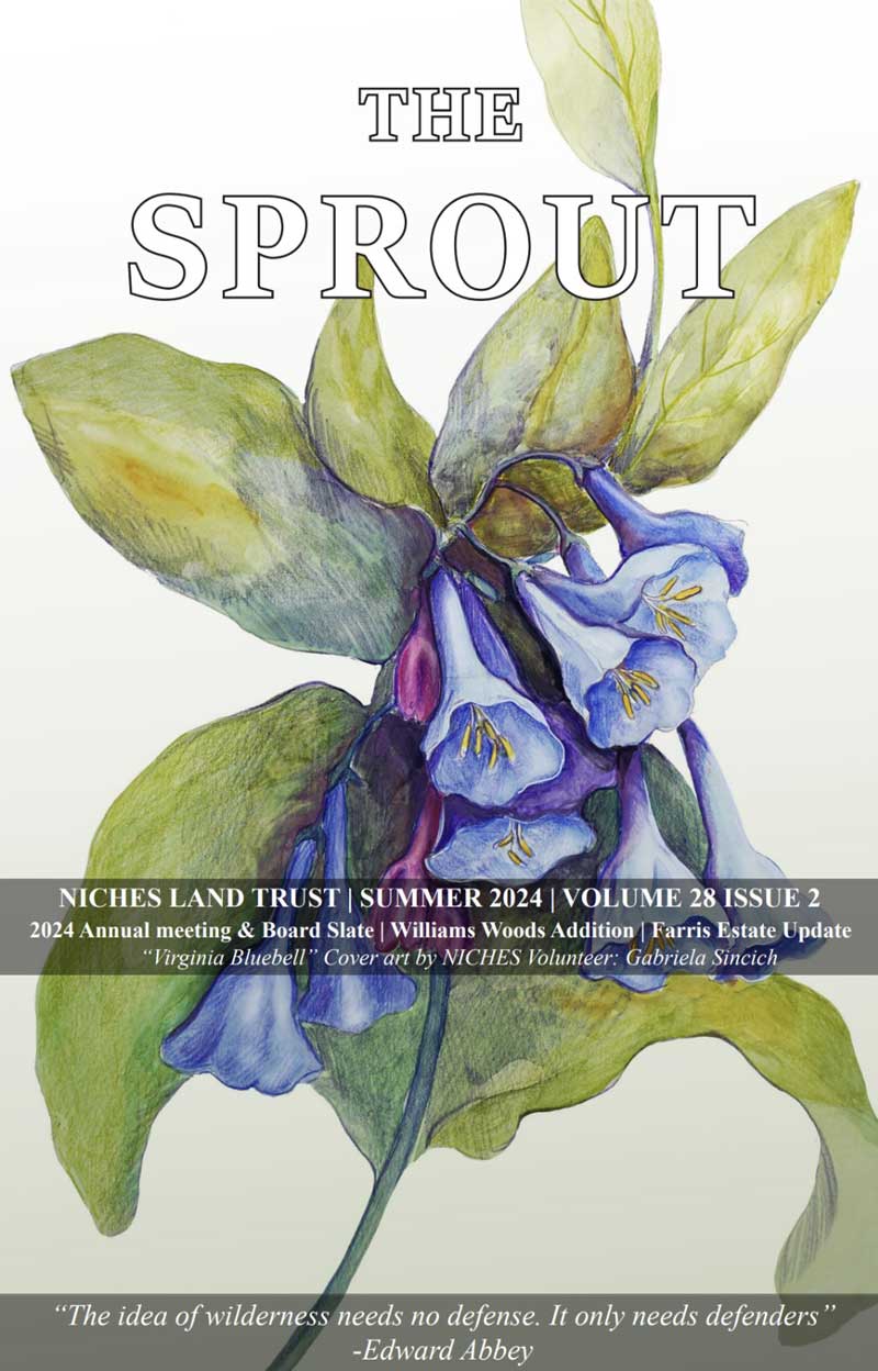 Color illustration of a Bluebell flower on the cover of The Sprout