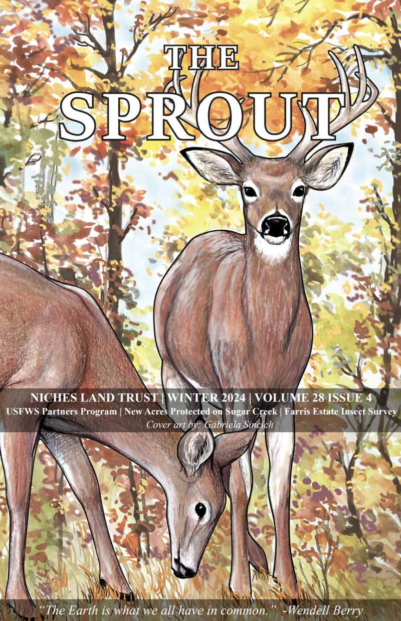 Color illustration of a buck and doe on the cover of The Sprout