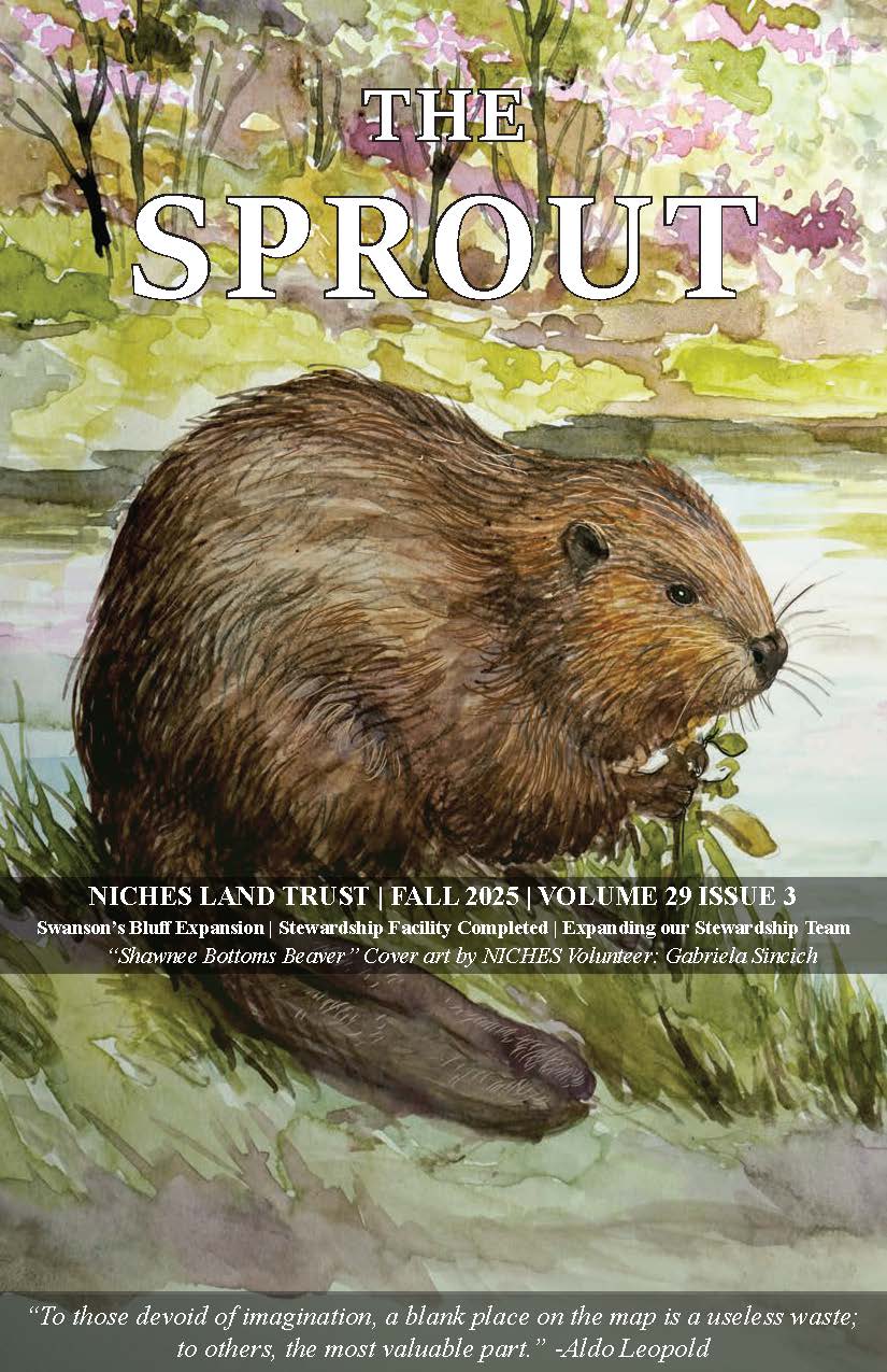 Color illustration of a Shawnee Bottoms Beaver