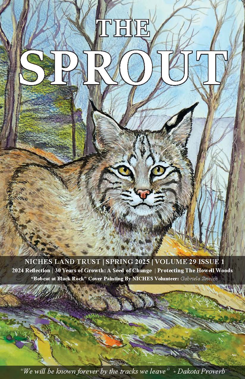 Color illustration of a bobcat