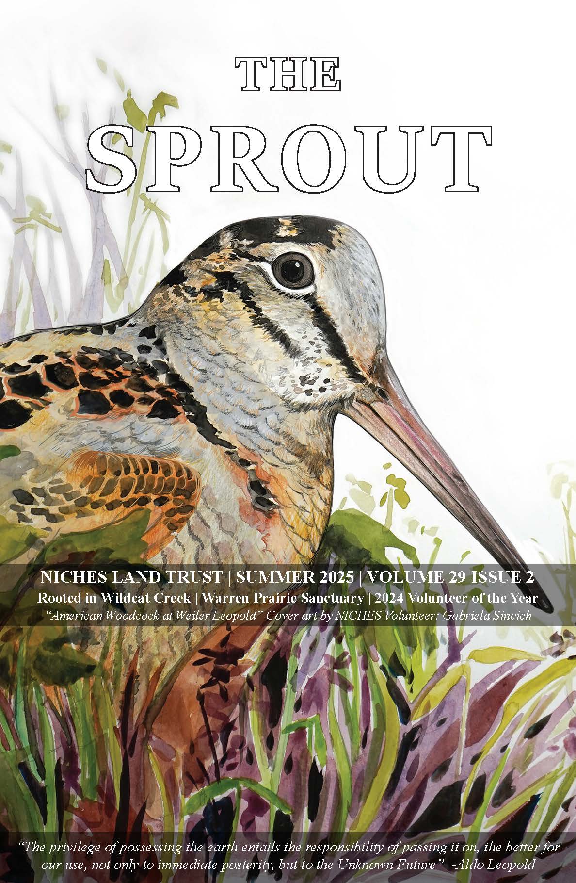 Color illustration of a American Woodcock at Weiler Leopold