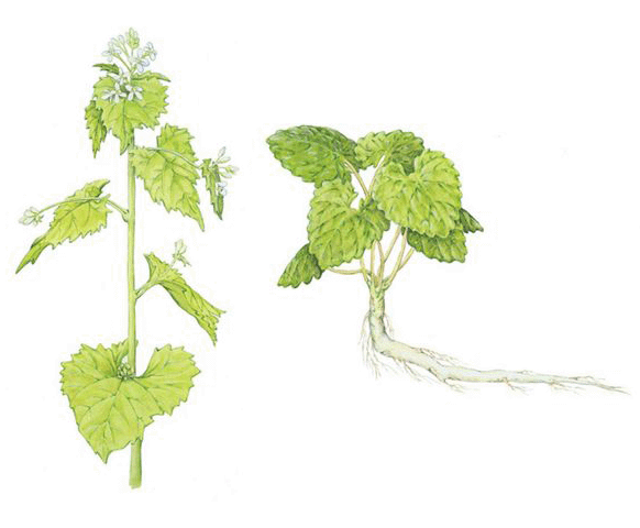 Image of Garlic Mustard